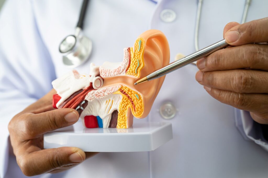 doctor holding human ear model to learn and treat hearing loss