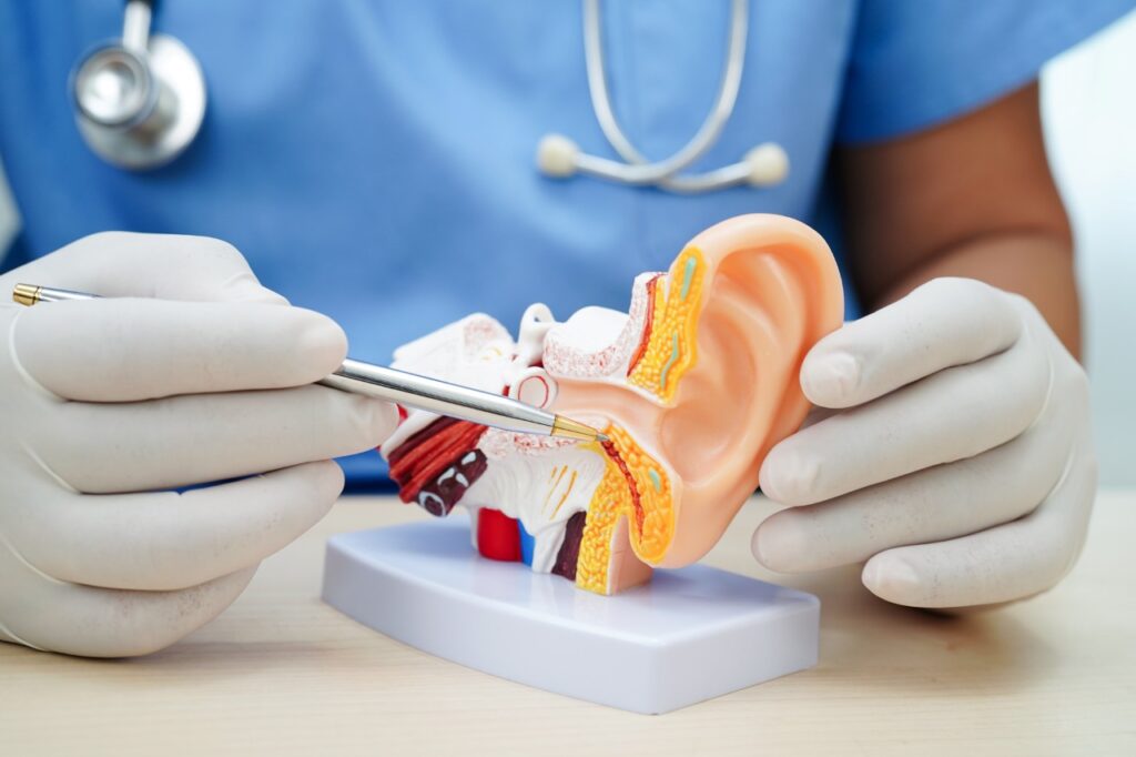 doctor holding human ear model to learn and treat a patient