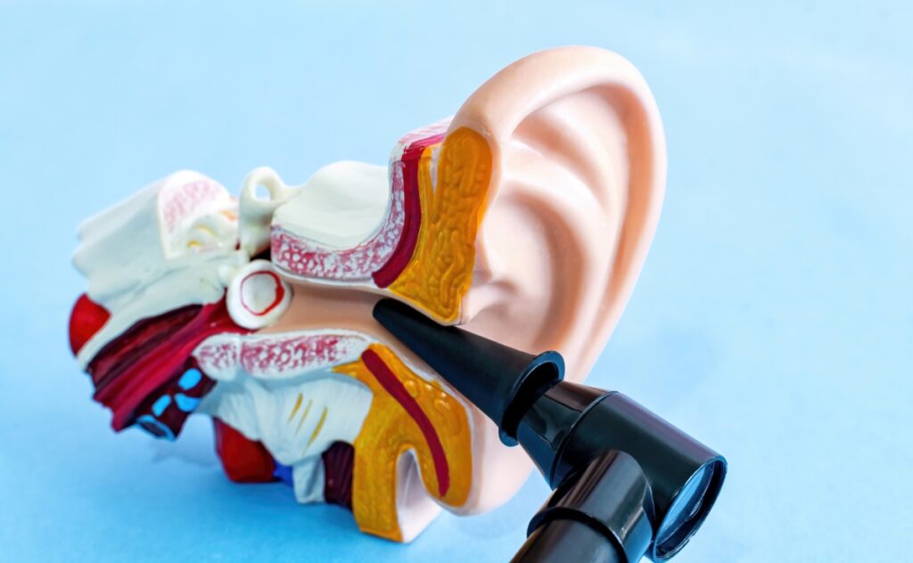 Anatomical ear model and medical device used to check the ears