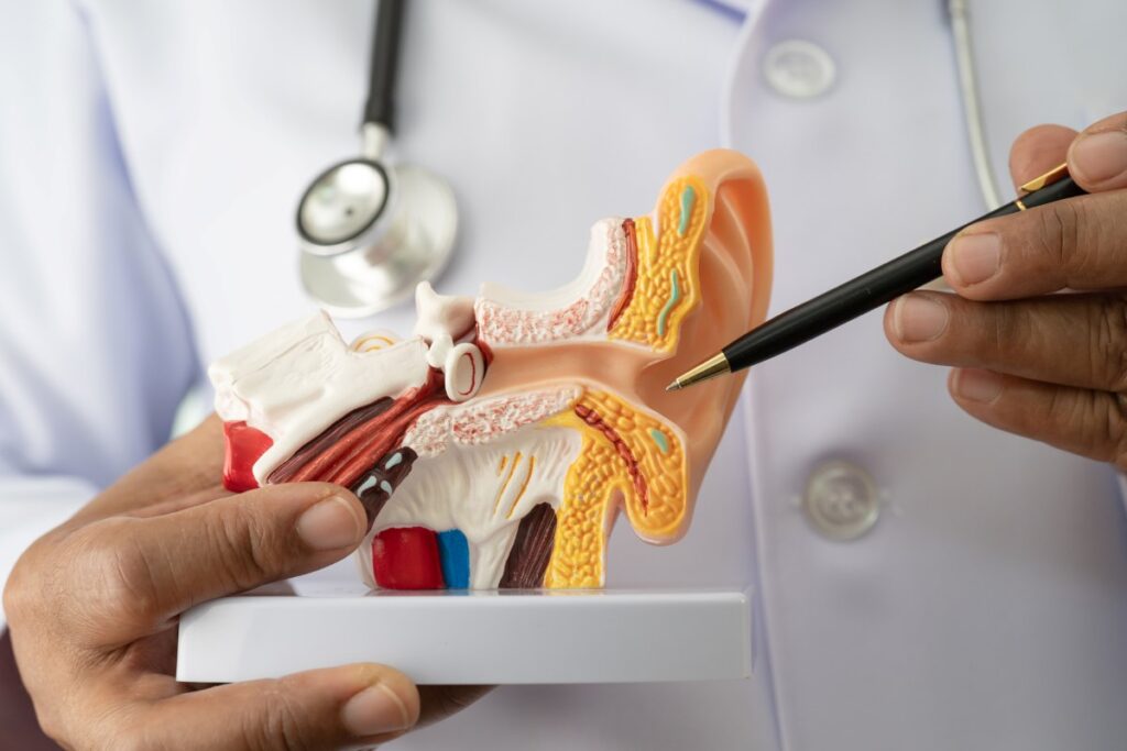 doctor holding human ear model to learn treat hearing loss