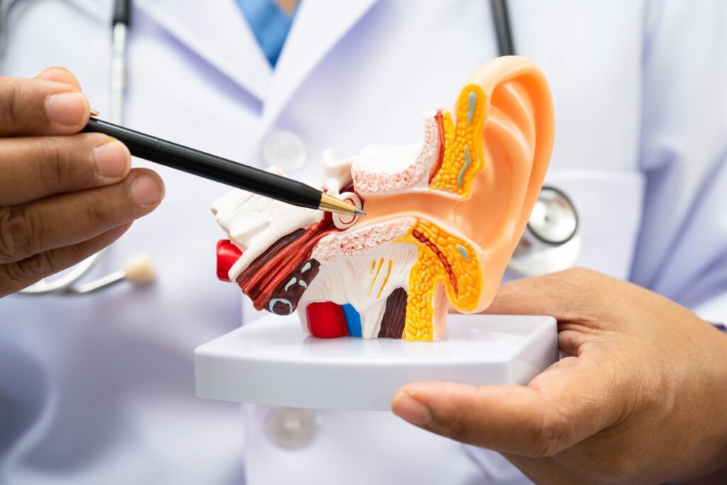 doctor holding ear anatomy to learn and treat hearing loss in patient